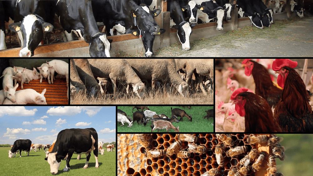 Сельскохозяйственные животные их использование